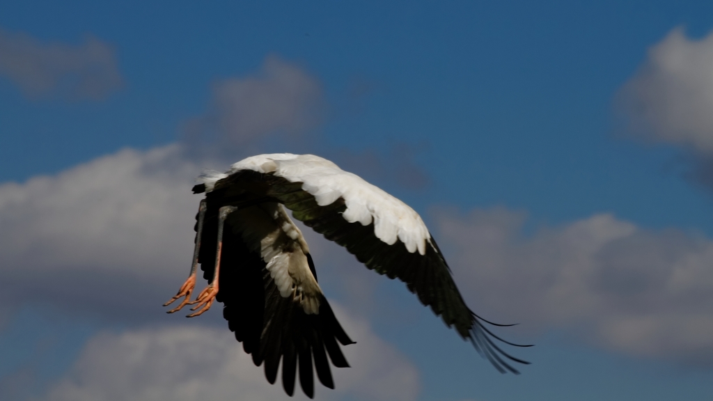 02 - Everglade NP (35).jpg